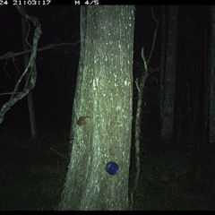 Antechinus flavipes (Yellow-footed Antechinus) at Ashby, NSW - 24 Oct 2024 by Sunyatahotsauces