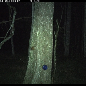 Antechinus flavipes (Yellow-footed Antechinus) at Ashby, NSW - 24 Oct 2024 by Sunyatahotsauces