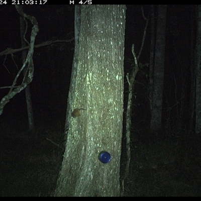 Antechinus flavipes (Yellow-footed Antechinus) at Ashby, NSW - 24 Oct 2024 by Sunyatahotsauces