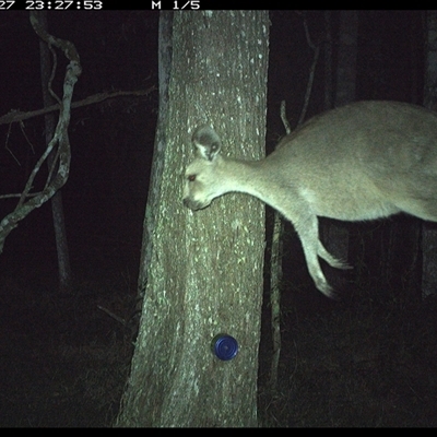 Macropus giganteus (Eastern Grey Kangaroo) at Ashby, NSW - 27 Oct 2024 by Sunyatahotsauces