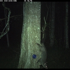 Trichosurus caninus (Mountain Brushtail Possum) at Ashby, NSW - 23 Nov 2024 by Sunyatahotsauces