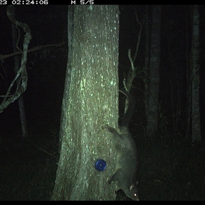 Trichosurus caninus (Mountain Brushtail Possum) at Ashby, NSW - 23 Nov 2024 by Sunyatahotsauces