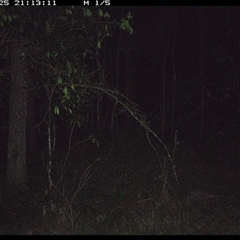 Tachyglossus aculeatus (Short-beaked Echidna) at Ashby, NSW - 25 Oct 2024 by Sunyatahotsauces