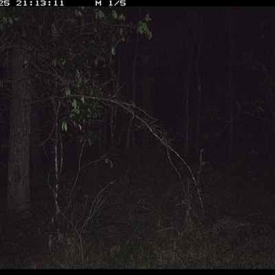 Tachyglossus aculeatus (Short-beaked Echidna) at Ashby, NSW - 25 Oct 2024 by Sunyatahotsauces