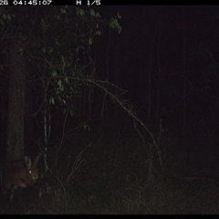 Oryctolagus cuniculus (European Rabbit) at Ashby, NSW - 26 Oct 2024 by Sunyatahotsauces
