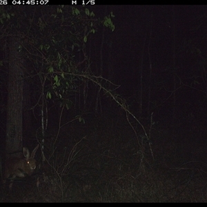 Oryctolagus cuniculus (European Rabbit) at Ashby, NSW - 26 Oct 2024 by Sunyatahotsauces