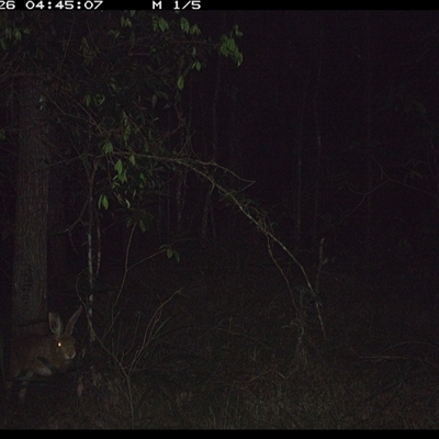 Oryctolagus cuniculus (European Rabbit) at Ashby, NSW - 26 Oct 2024 by Sunyatahotsauces