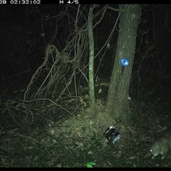 Perameles nasuta (Long-nosed Bandicoot) at Ashby, NSW - 28 Dec 2024 by Sunyatahotsauces