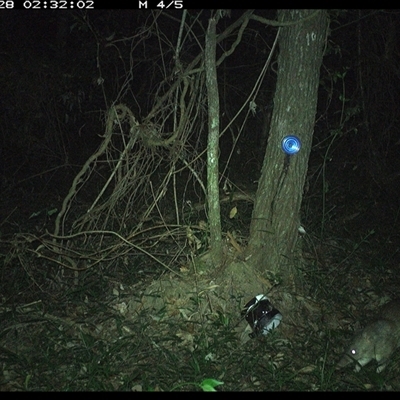 Perameles nasuta (Long-nosed Bandicoot) at Ashby, NSW - 28 Dec 2024 by Sunyatahotsauces