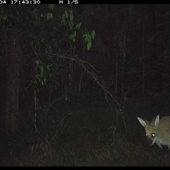 Notamacropus rufogriseus (Red-necked Wallaby) at Ashby, NSW - 4 Nov 2024 by Sunyatahotsauces