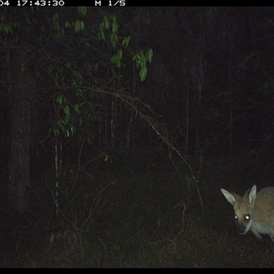 Notamacropus rufogriseus (Red-necked Wallaby) at Ashby, NSW - 4 Nov 2024 by Sunyatahotsauces