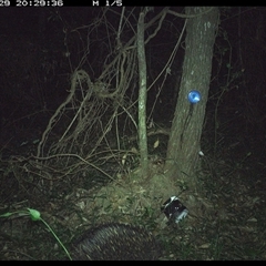 Tachyglossus aculeatus (Short-beaked Echidna) at Ashby, NSW - 29 Dec 2024 by Sunyatahotsauces