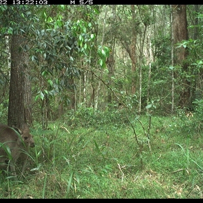 Macropus giganteus (Eastern Grey Kangaroo) at Ashby, NSW - 22 Nov 2024 by Sunyatahotsauces