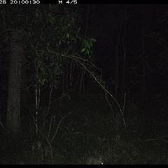 Perameles nasuta (Long-nosed Bandicoot) at Ashby, NSW - 26 Nov 2024 by Sunyatahotsauces