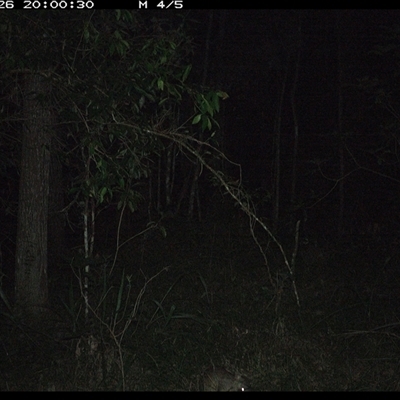 Perameles nasuta (Long-nosed Bandicoot) at Ashby, NSW - 26 Nov 2024 by Sunyatahotsauces