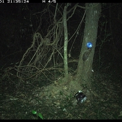 Rattus fuscipes (Bush Rat) at Ashby, NSW - 1 Jan 2025 by Sunyatahotsauces