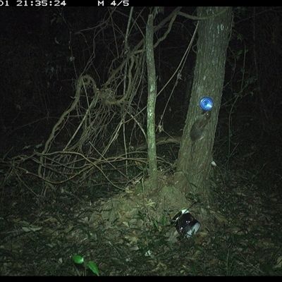 Rattus fuscipes (Bush Rat) at Ashby, NSW - 1 Jan 2025 by Sunyatahotsauces