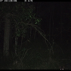 Trichosurus caninus (Mountain Brushtail Possum) at Ashby, NSW - 7 Dec 2024 by Sunyatahotsauces