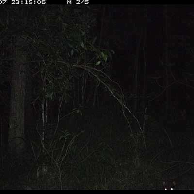 Trichosurus caninus (Mountain Brushtail Possum) at Ashby, NSW - 7 Dec 2024 by Sunyatahotsauces