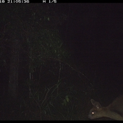 Thylogale thetis (Red-necked Pademelon) at Ashby, NSW - 18 Jan 2025 by Sunyatahotsauces
