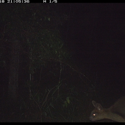 Thylogale thetis (Red-necked Pademelon) at Ashby, NSW - 18 Jan 2025 by Sunyatahotsauces