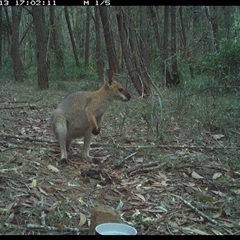 Notamacropus rufogriseus (Red-necked Wallaby) at Ashby, NSW - 13 Oct 2024 by Sunyatahotsauces