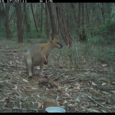 Notamacropus rufogriseus (Red-necked Wallaby) at Ashby, NSW - 13 Oct 2024 by Sunyatahotsauces