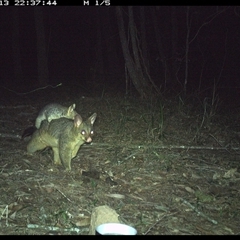 Trichosurus vulpecula (Common Brushtail Possum) at Ashby, NSW - 13 Oct 2024 by Sunyatahotsauces