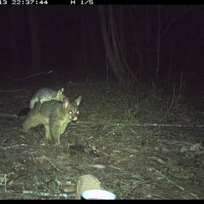 Trichosurus vulpecula (Common Brushtail Possum) at Ashby, NSW - 13 Oct 2024 by Sunyatahotsauces