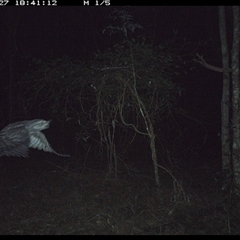 Podargus strigoides (Tawny Frogmouth) at Ashby, NSW - 27 Oct 2024 by Sunyatahotsauces