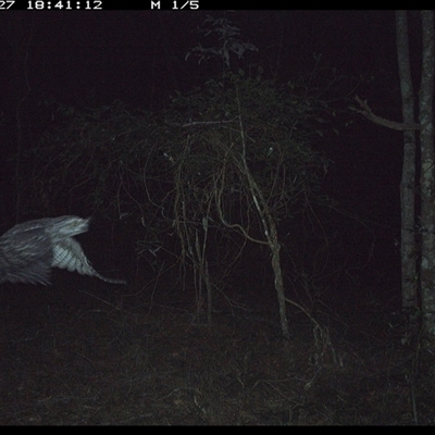 Podargus strigoides (Tawny Frogmouth) at Ashby, NSW - 27 Oct 2024 by Sunyatahotsauces