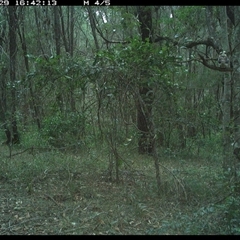 Dacelo novaeguineae (Laughing Kookaburra) at Ashby, NSW - 29 Oct 2024 by Sunyatahotsauces