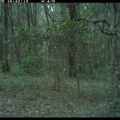Dacelo novaeguineae (Laughing Kookaburra) at Ashby, NSW - 29 Oct 2024 by Sunyatahotsauces