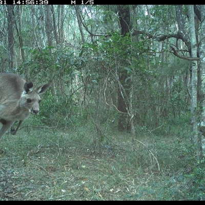 Macropus giganteus (Eastern Grey Kangaroo) at Ashby, NSW - 31 Oct 2024 by Sunyatahotsauces