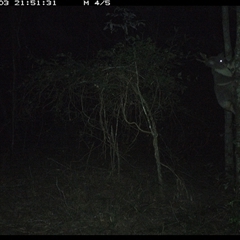 Phascolarctos cinereus (Koala) at Ashby, NSW - 3 Nov 2024 by Sunyatahotsauces