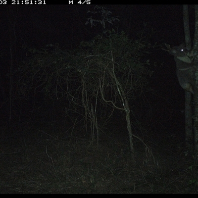 Phascolarctos cinereus (Koala) at Ashby, NSW - 3 Nov 2024 by Sunyatahotsauces