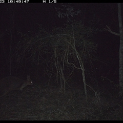 Thylogale thetis (Red-necked Pademelon) at Ashby, NSW - 23 Nov 2024 by Sunyatahotsauces