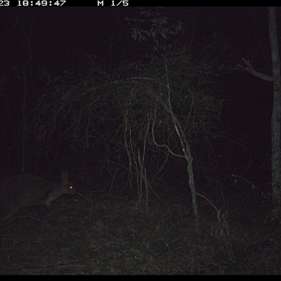 Thylogale thetis (Red-necked Pademelon) at Ashby, NSW - 23 Nov 2024 by Sunyatahotsauces