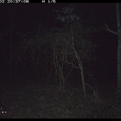Trichosurus caninus (Mountain Brushtail Possum) at Ashby, NSW - 2 Dec 2024 by Sunyatahotsauces