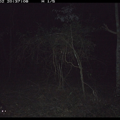 Trichosurus caninus (Mountain Brushtail Possum) at Ashby, NSW - 2 Dec 2024 by Sunyatahotsauces