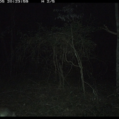 Perameles nasuta (Long-nosed Bandicoot) at Ashby, NSW - 5 Dec 2024 by Sunyatahotsauces