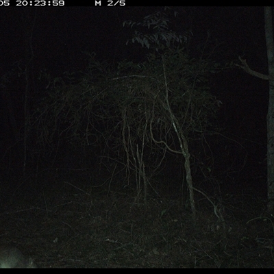 Perameles nasuta (Long-nosed Bandicoot) at Ashby, NSW - 5 Dec 2024 by Sunyatahotsauces