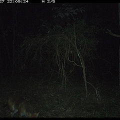 Vulpes vulpes (Red Fox) at Ashby, NSW - 27 Dec 2024 by Sunyatahotsauces