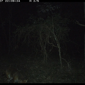 Vulpes vulpes (Red Fox) at Ashby, NSW - 27 Dec 2024 by Sunyatahotsauces
