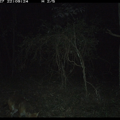 Vulpes vulpes (Red Fox) at Ashby, NSW - 27 Dec 2024 by Sunyatahotsauces