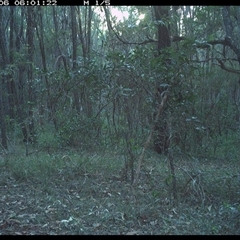 Lepus capensis (Brown Hare) at Ashby, NSW - 6 Jan 2025 by Sunyatahotsauces