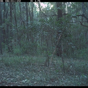 Lepus capensis (Brown Hare) at Ashby, NSW - 6 Jan 2025 by Sunyatahotsauces