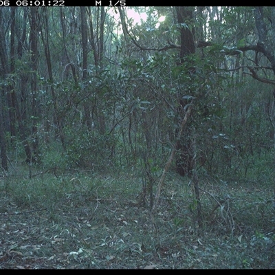 Lepus capensis (Brown Hare) at Ashby, NSW - 6 Jan 2025 by Sunyatahotsauces