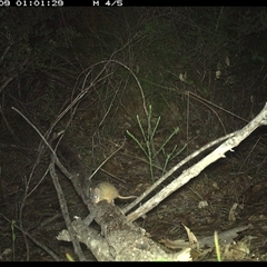 Antechinus flavipes (Yellow-footed Antechinus) at Shannondale, NSW - 9 Oct 2024 by PEdwards
