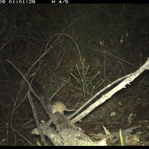 Antechinus flavipes (Yellow-footed Antechinus) at Shannondale, NSW - 9 Oct 2024 by PEdwards